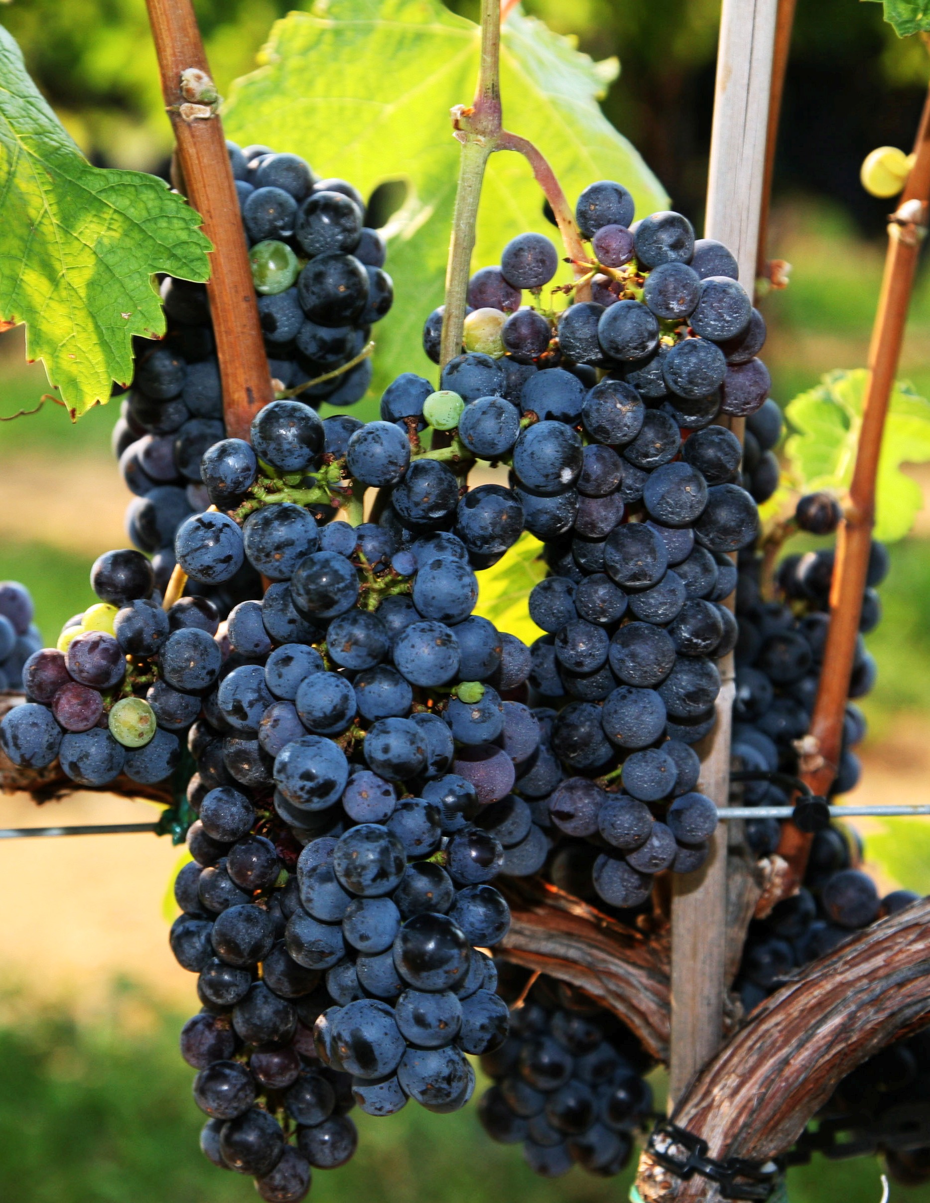 Cabernet Franc vörös borszőlő