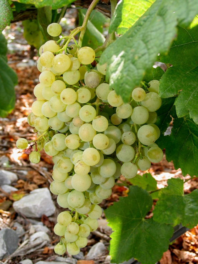 Chasselas fehér csemegeszőlő