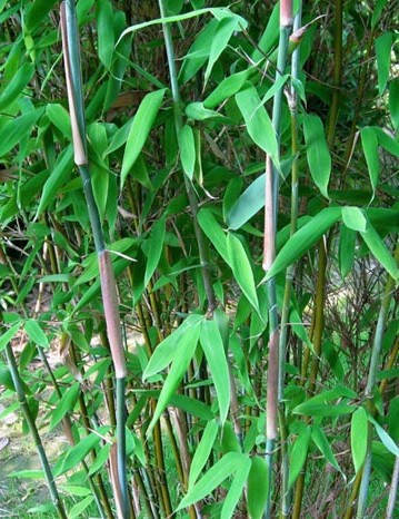 Bambusz változat