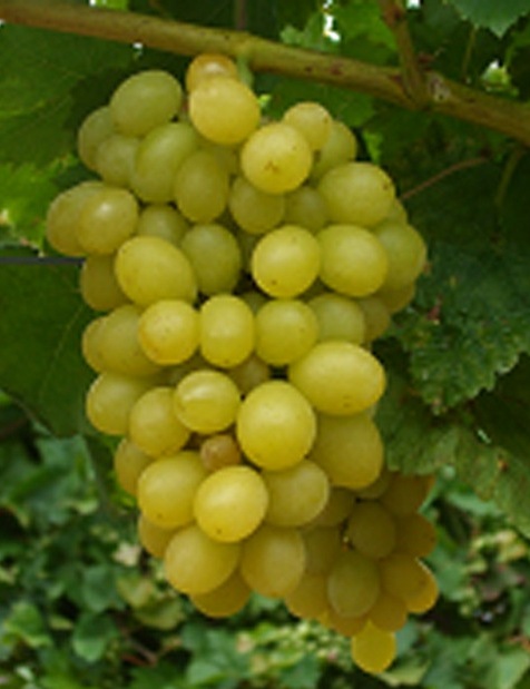 Helikon szépe csemegeszőlő