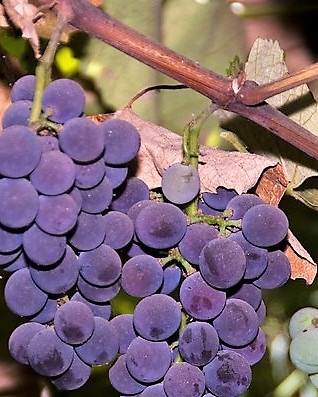 Izabella vörös borszőlő rezisztens