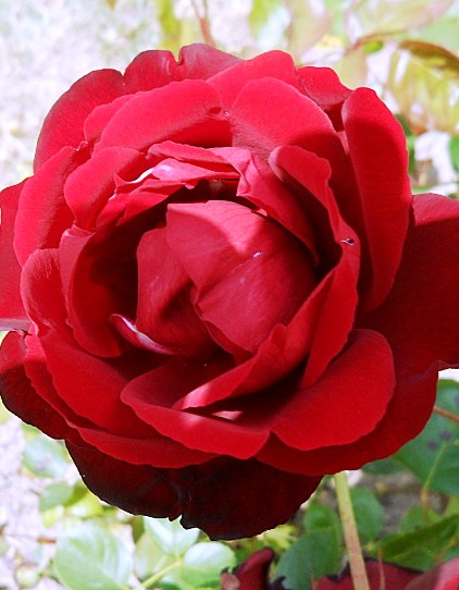 Lilli Marlen polyantha rózsa
