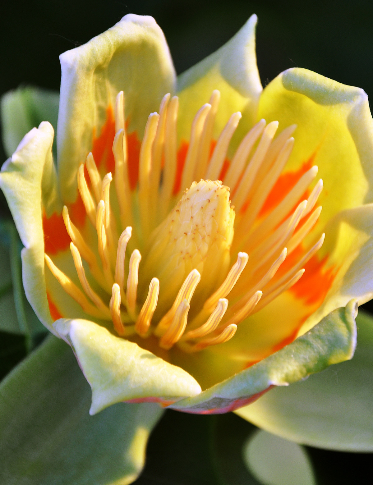 Tarka levelű tulipánfa