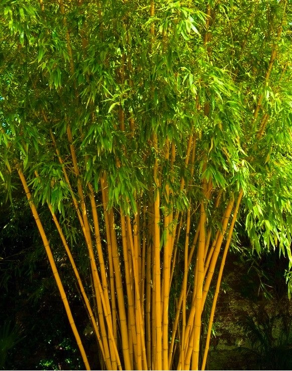 Aranyfényű bambusz