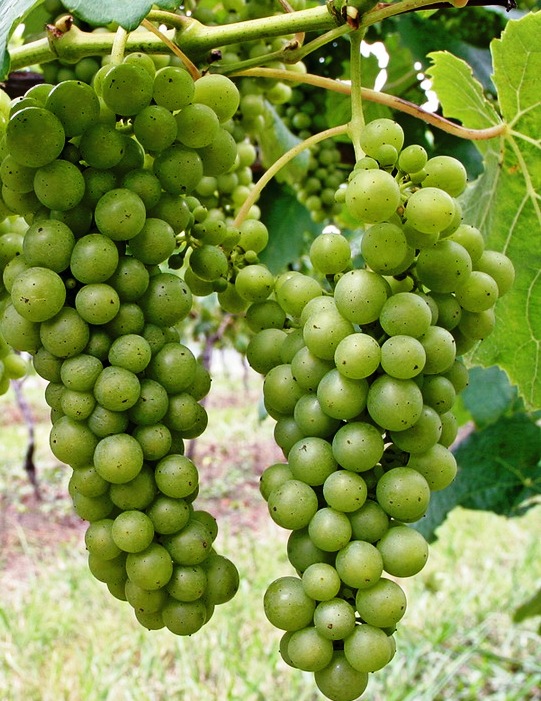 Sauvignon Blanc fehér borszőlő