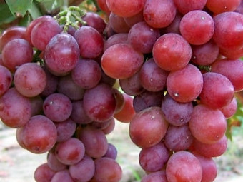 Anita csemegeszőlő