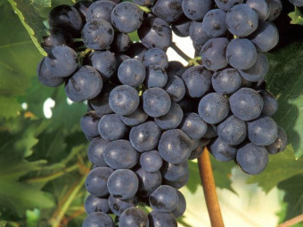 Bíborkadarka vörös borszőlő