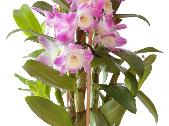 Orchidea változat
