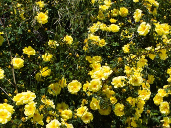 Goldstern talajtakaró rózsa