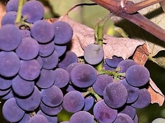 Izabella vörös borszőlő rezisztens