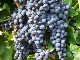 Merlot vörös borszőlő