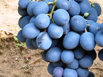 Moldova csemegeszőlő
