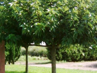 Platánlevelű eperfa