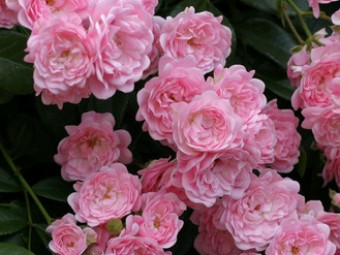 Pink Fantasy talajtakaró rózsa