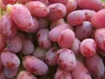 Rizamat csemegeszőlő rezisztens
