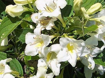 Fehér virágú rózsalonc